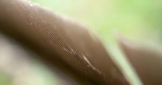 Feather、「Notionで書いてブログにする」SaaSを創業2年・$250Kで売却。買い手はTweet Hunterを売ったTibo