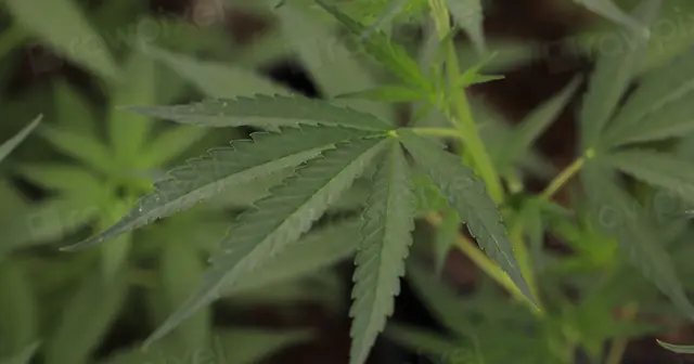 Green Market Report:大麻産業の金融報道が、創業者疲弊の中で売上3倍・6週間のスピード売却